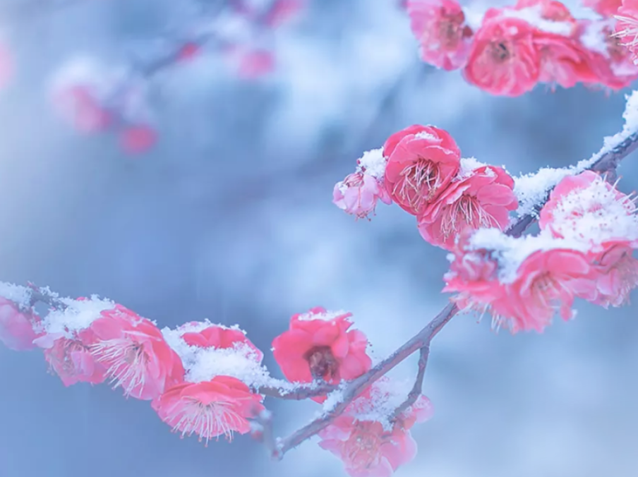 小雪|花雪临风不厌看，一片飞来一片寒